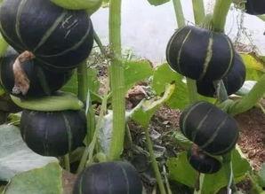 栗子娱乐吃瓜,揭秘娱乐圈最新吃瓜事件，带你领略明星幕后故事